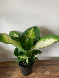 Dieffenbachia Tropic Marianne