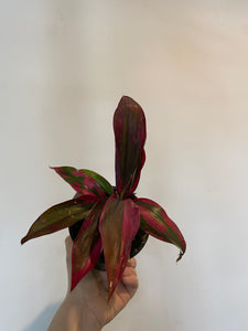 Cordyline Red Sister