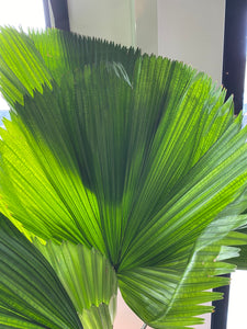Grandis Palm