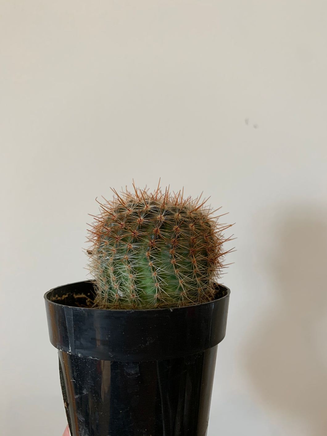 Cactus Schlosseri