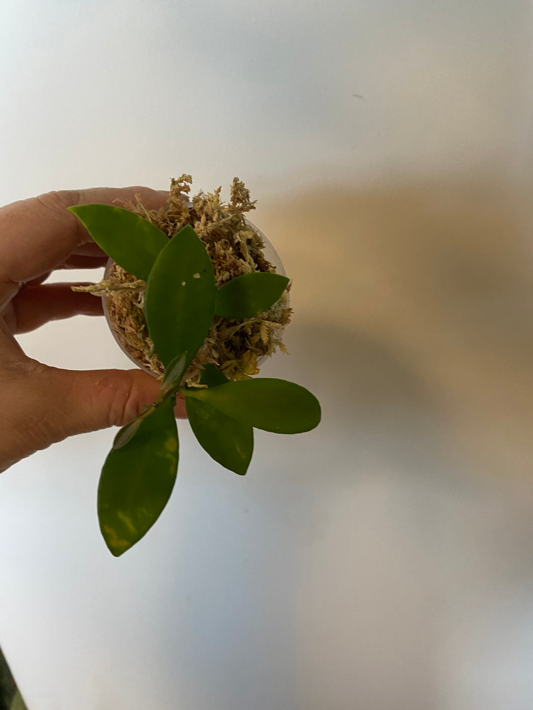 Hoya Myrmecopa