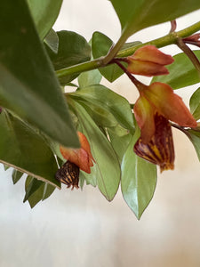 Goldfish Nematanthus 'Tropicana'