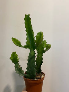 Euphorbia Trigona