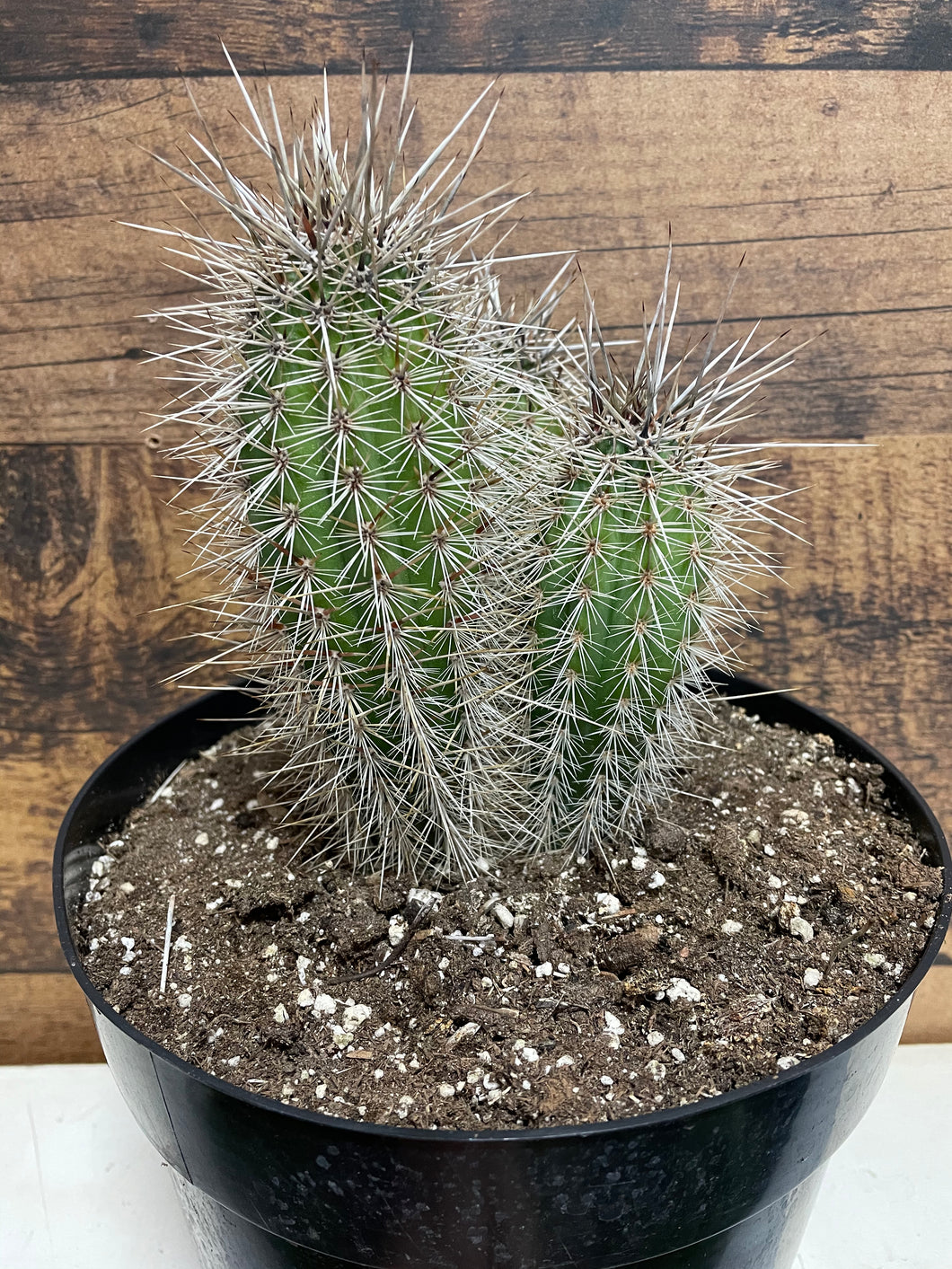 False saguaro cactus