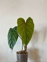 Load image into Gallery viewer, Philodendron Sp Silver
