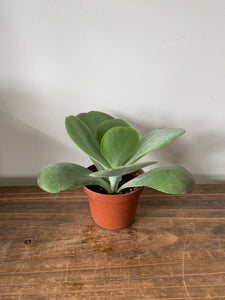 Kalanchoe Flapjack