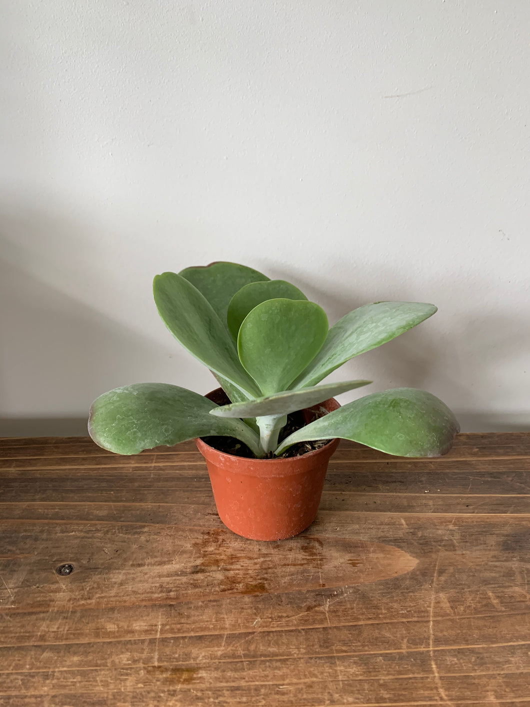 Kalanchoe Flapjack