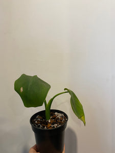 philodendron Rugosum