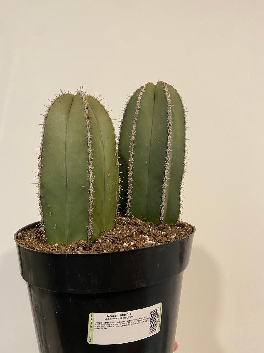 Lemaireocereus Marginata – The Little Big Plant Co