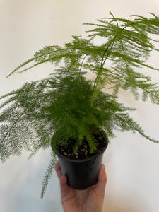 Plumosa Fern