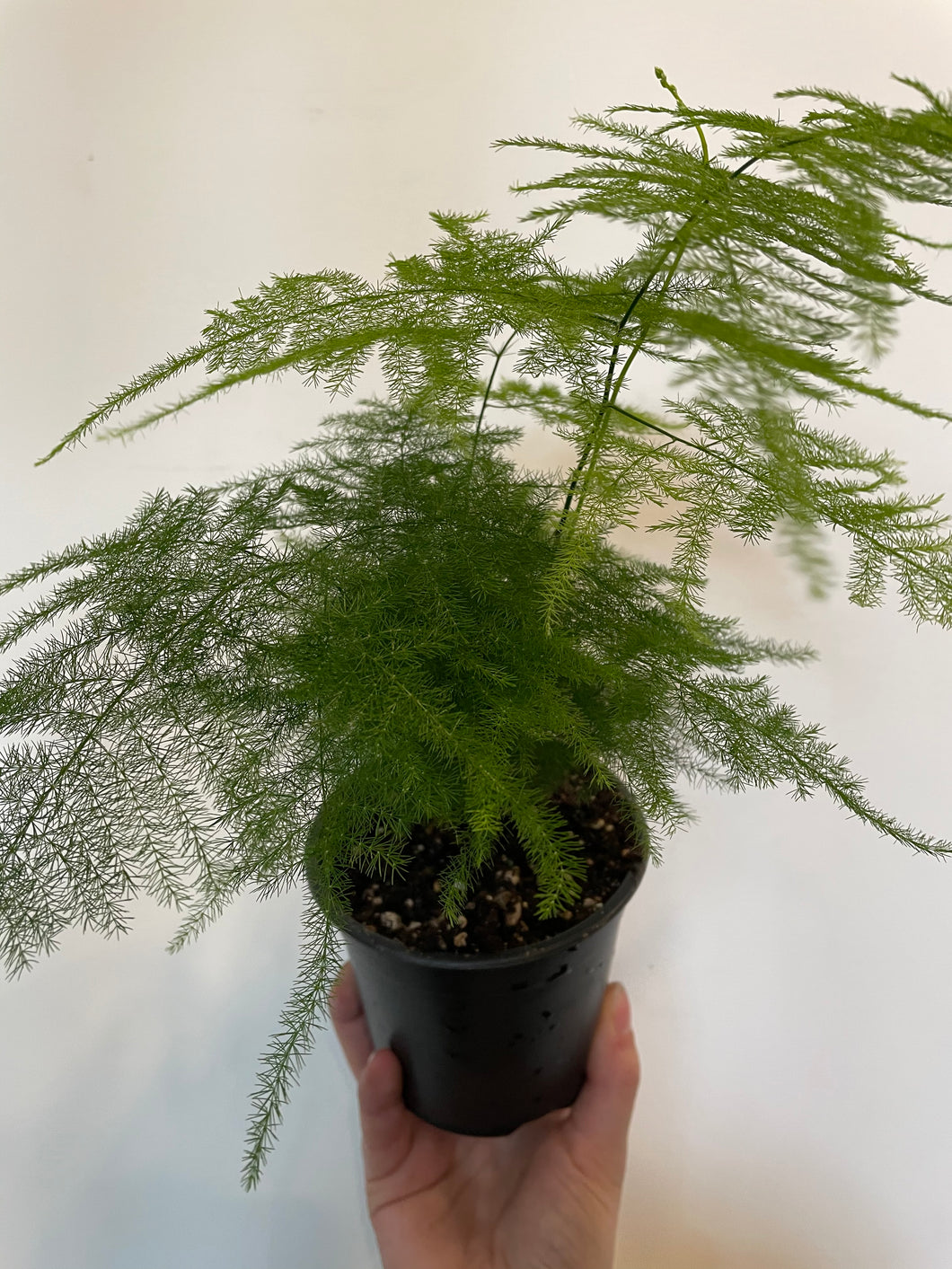 Plumosa Fern