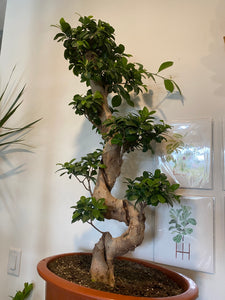 Ficus ginseng bonsai