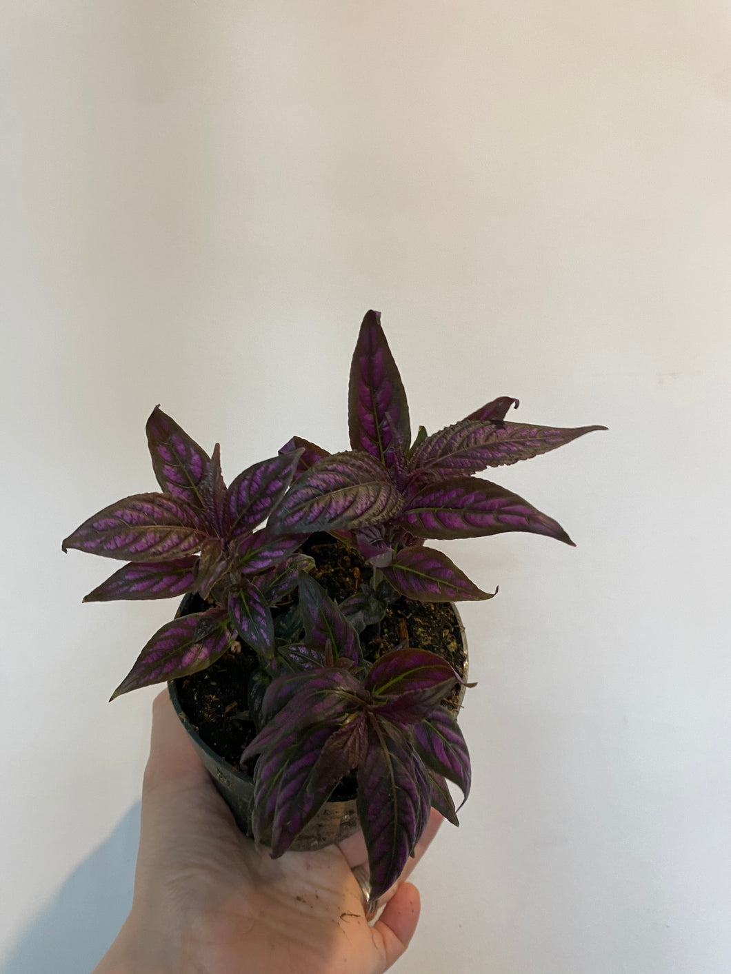 Persian shield