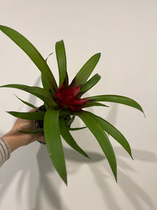 Bromeliad