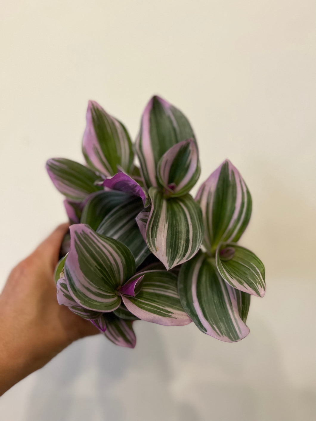 Tradescantia nanouk