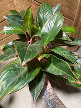 Load image into Gallery viewer, Chinese Evergreen Red Siam
