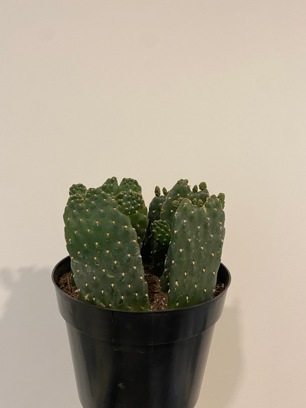 Opuntia  Rubesens