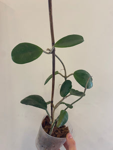 Hoya obovata