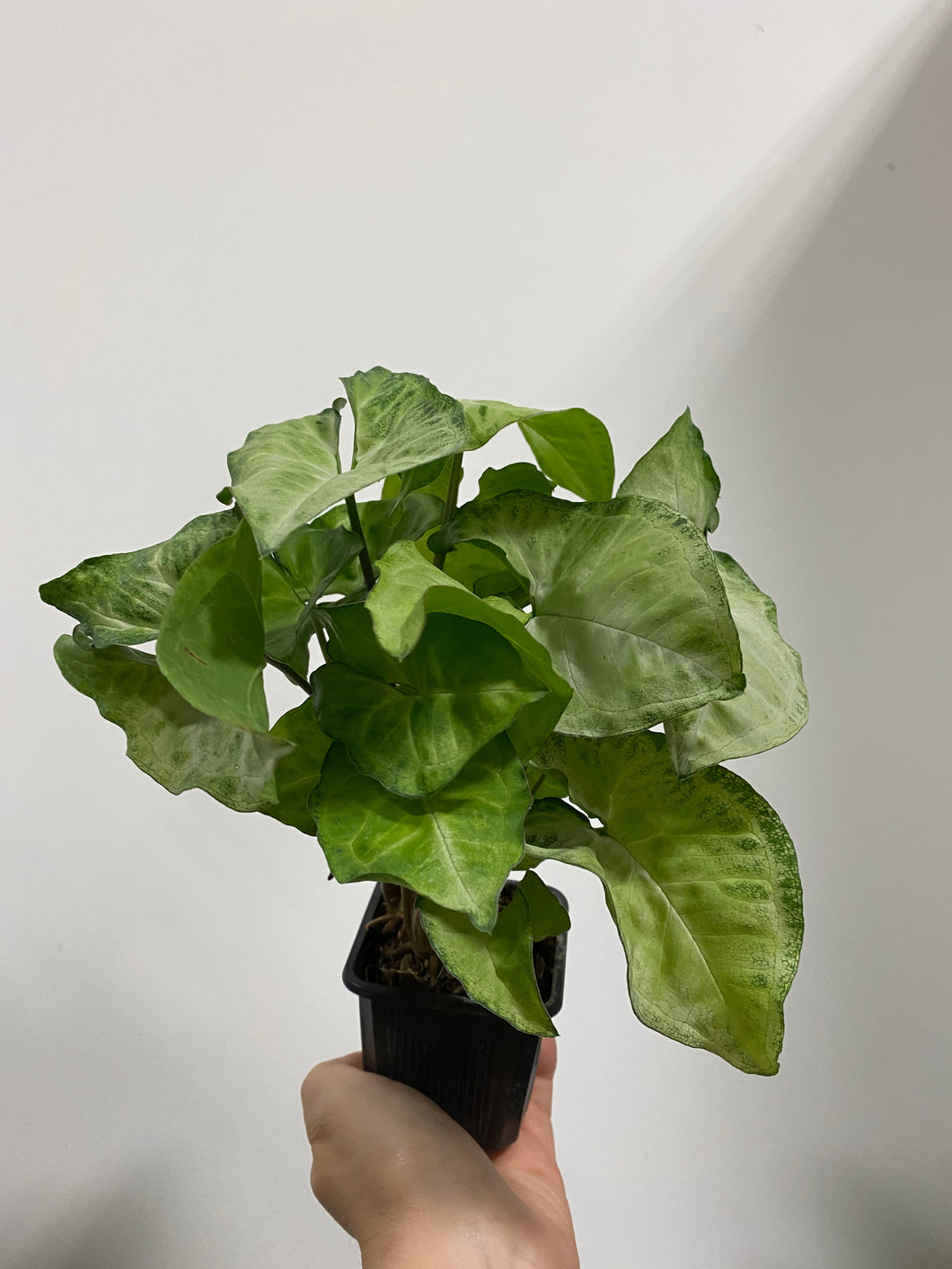 Syngonium podophyllum