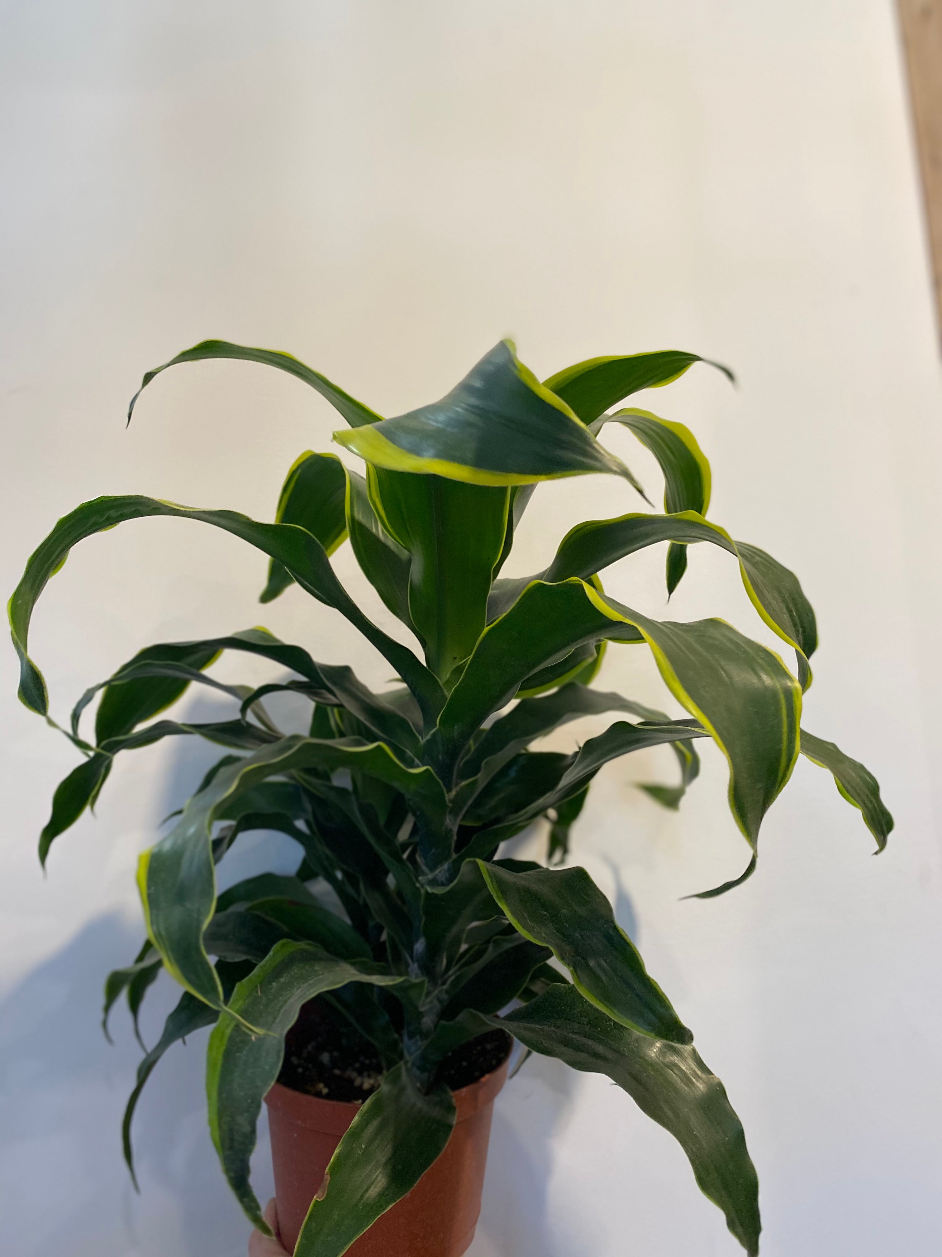 dracaena dragon dorado Dracaena Dragon Dorado – The Little Big Plant Co