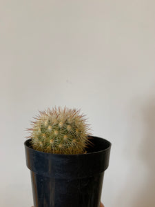 Cactus Mammillaria