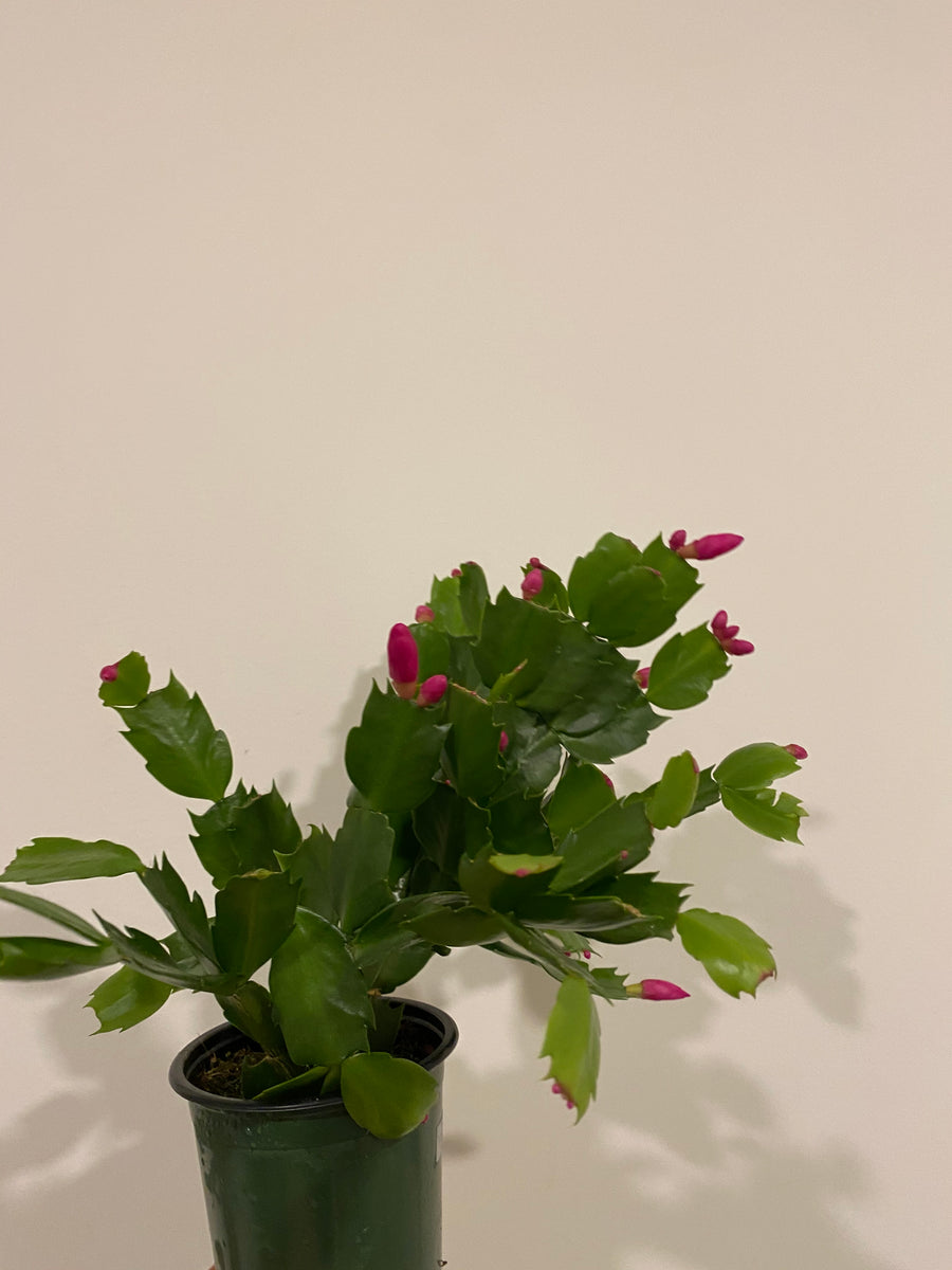 Thanksgiving Zygo Cactus – The Little Big Plant Co