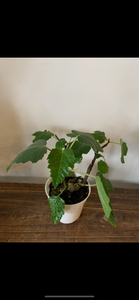 Hardy fig plant