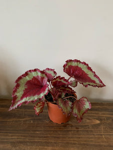 Rex begonia “stained glass”