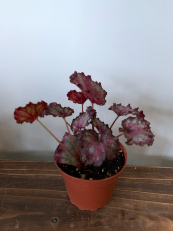 Rex begonia “harmony’s fire breathing dragon”