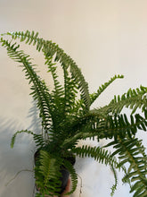 Load image into Gallery viewer, Kimberly Queen Fern
