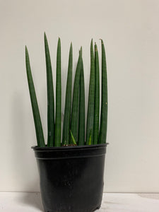 Sanseveria Cylindrica