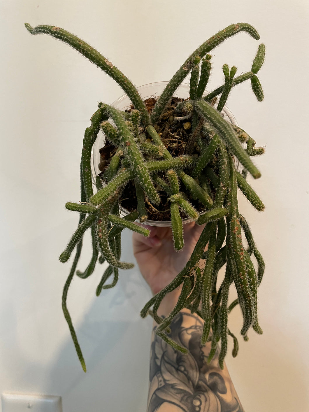 Rhipsalis Rat Tail