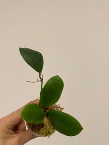 Hoya Lucardenasiana