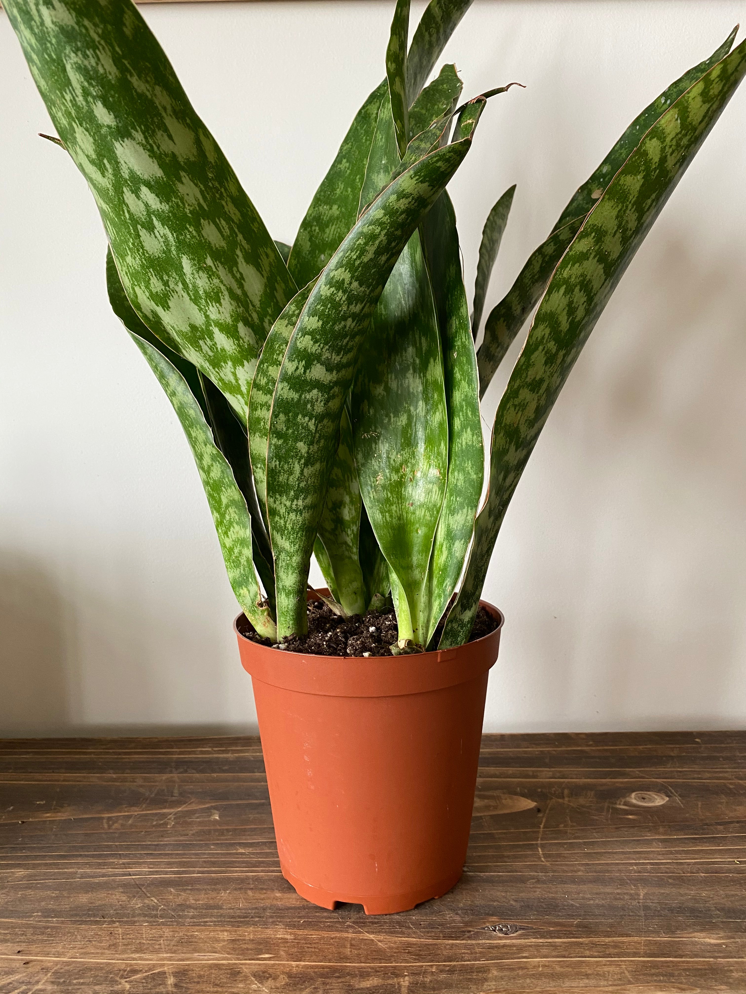 Sansevieria Jaboa – The Little Big Plant Co