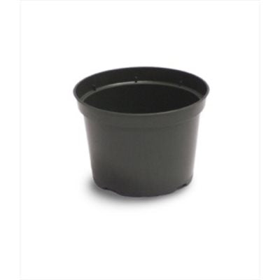 Azalea Elite Green plastic – The Little Big Plant Co