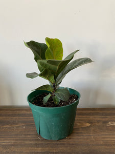 Bambino Fiddle Leaf Fig