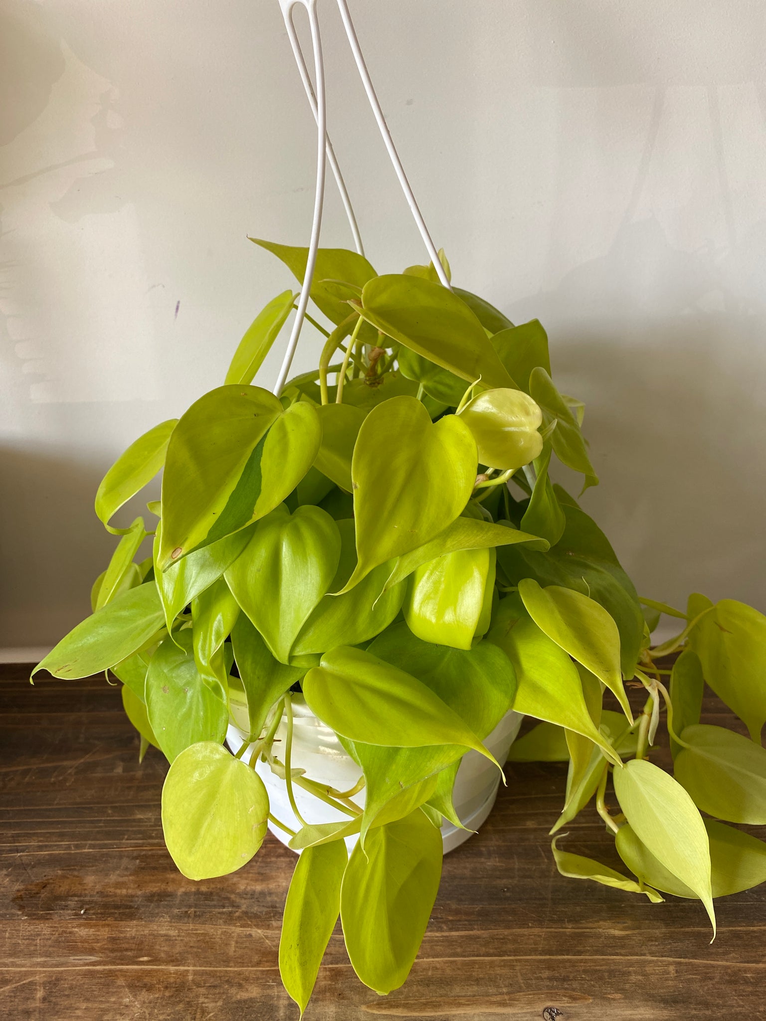 philodendron neon vs lemon lime Philodendron Lemon Lime – The Little Big Plant Co