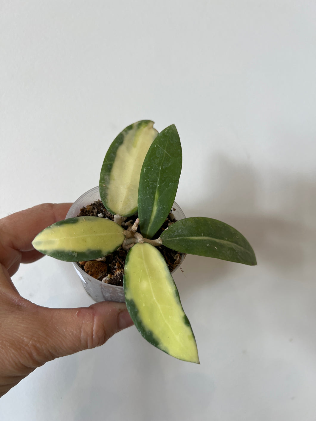 Hoya Acuta variegata