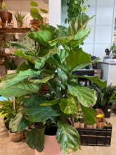 Load image into Gallery viewer, Ficus Lyrata Bush Style
