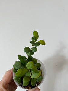 Heuschkeliana Yellow