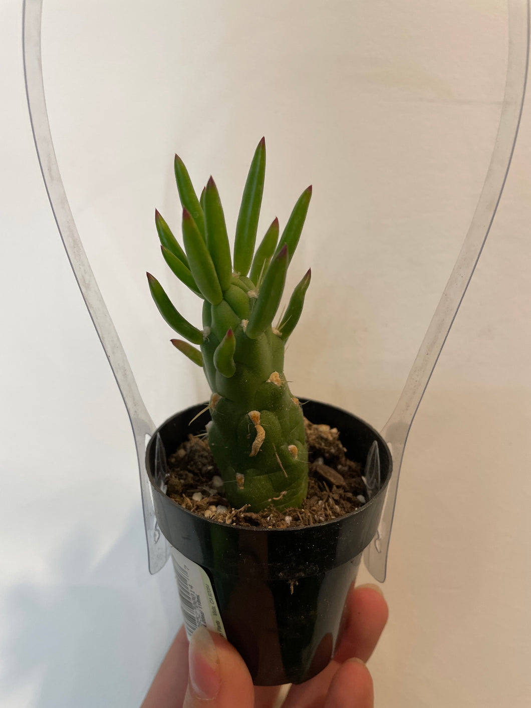 gumby succulent Gumby Cactus – The Little Big Plant Co