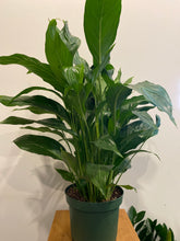 Load image into Gallery viewer, Peace Lily
