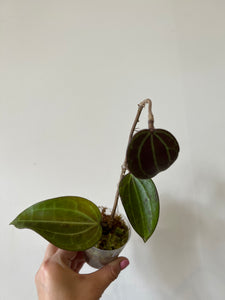 Hoya Macrophylla Red