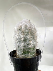 Old Man of the Andes Cactus