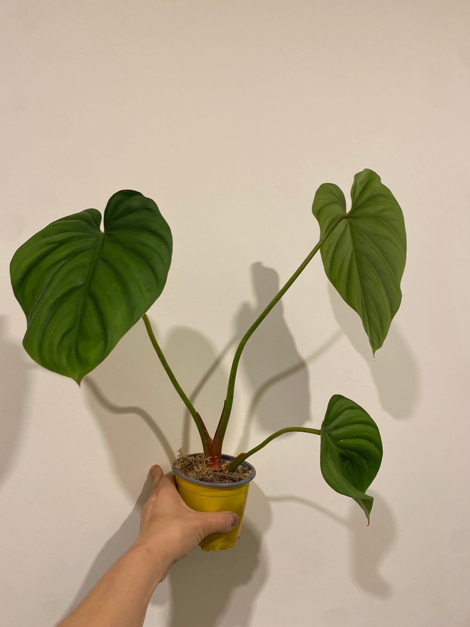 sp silver philodendron Philodendron Sp Silver – The Little Big Plant Co