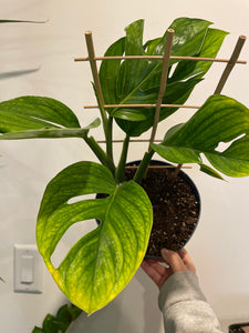 Monstera Pinnatipartia