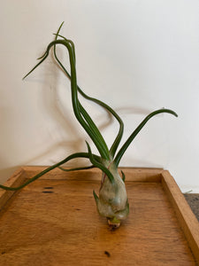 Tillandsia bulbosa