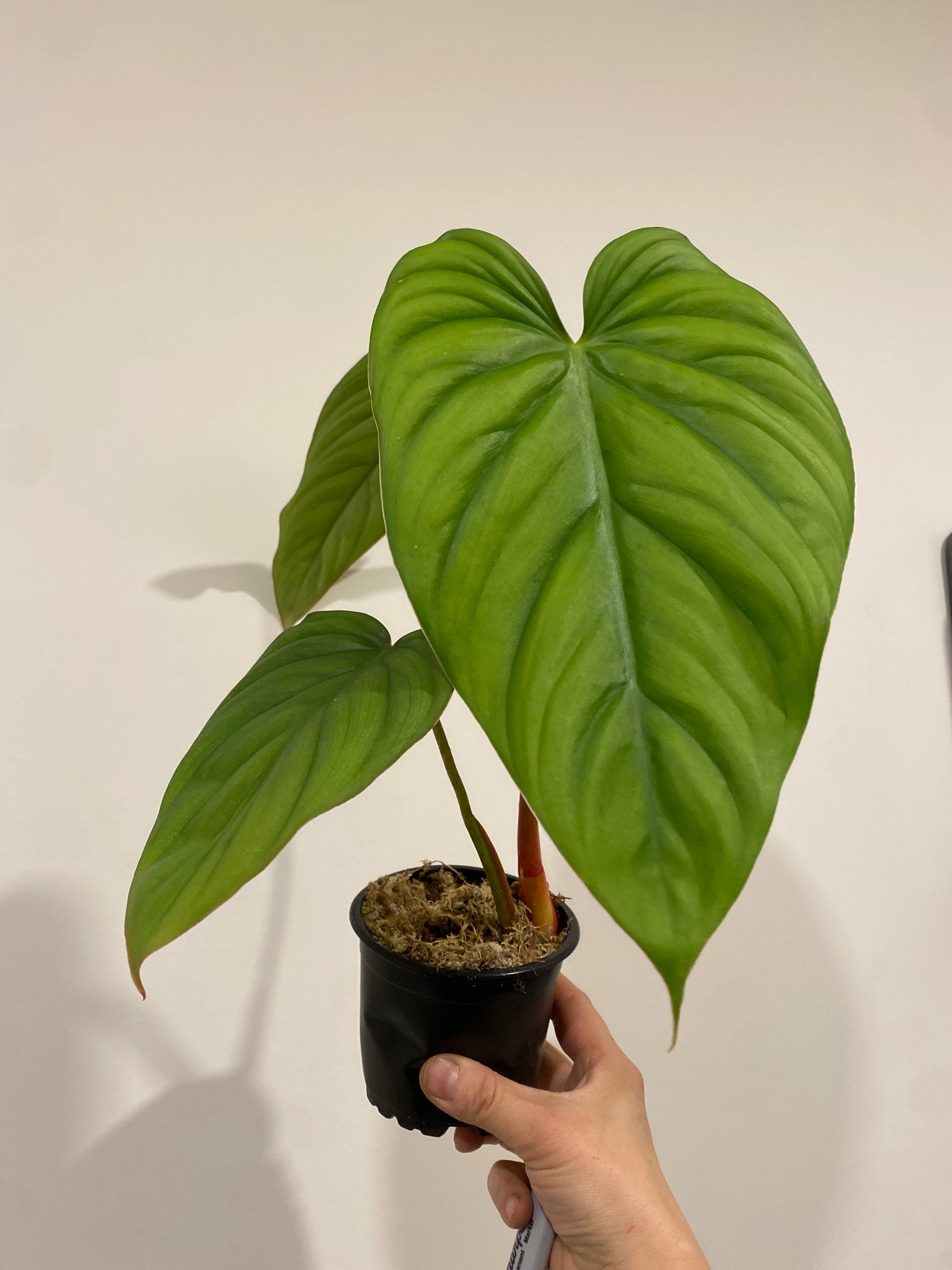 sp silver philodendron Philodendron Sp Silver – The Little Big Plant Co