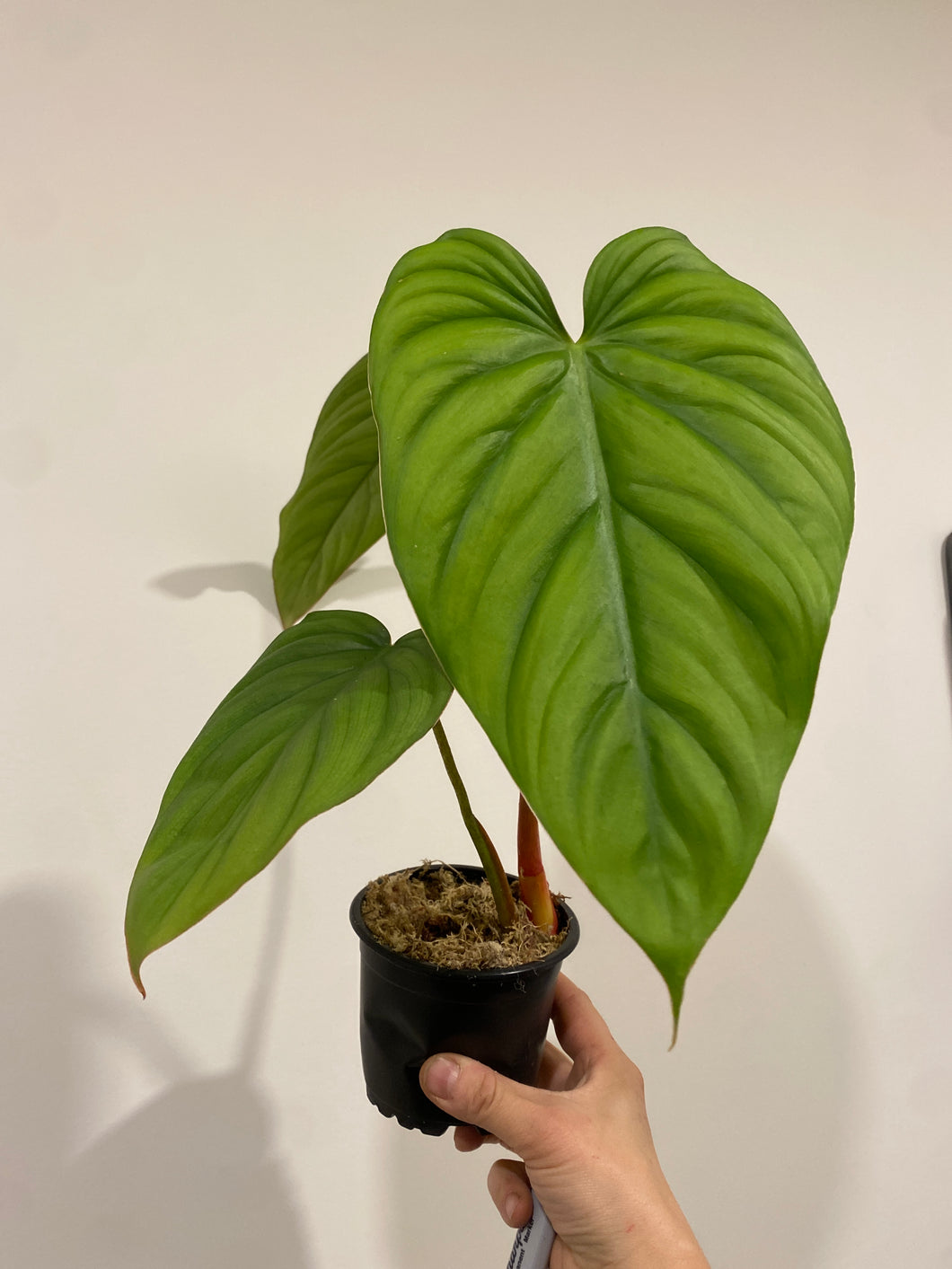 philodendron sp silver Philodendron Sp Silver – The Little Big Plant Co