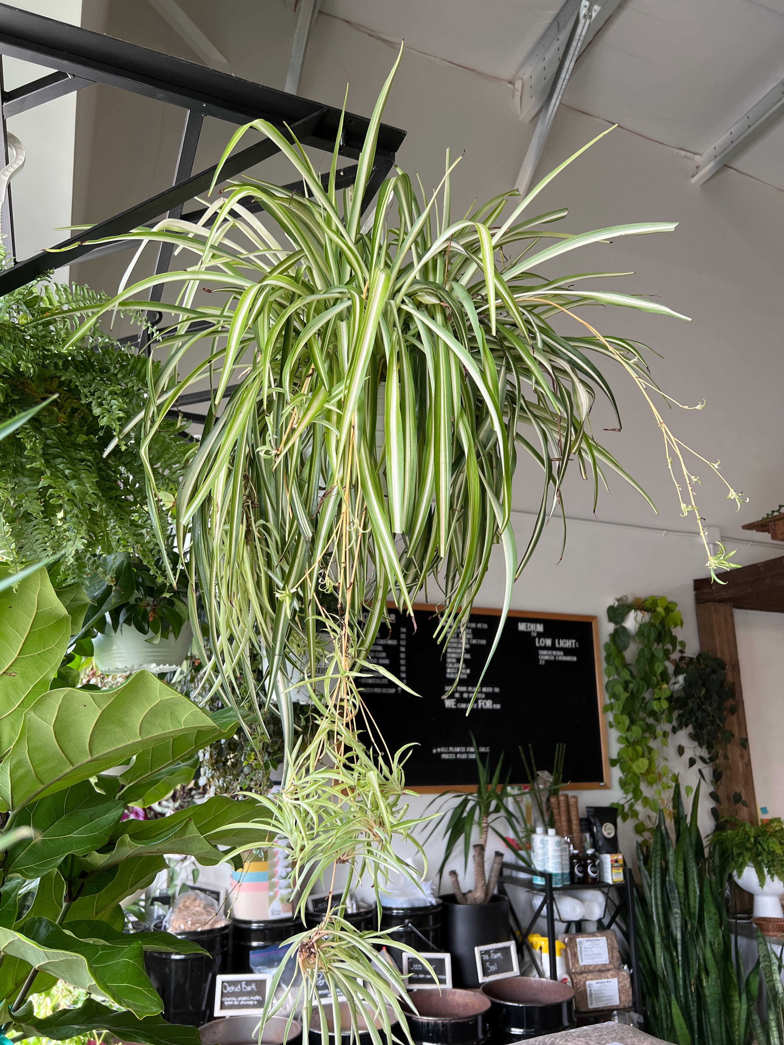 huge spider plant Spider plant – The Little Big Plant Co